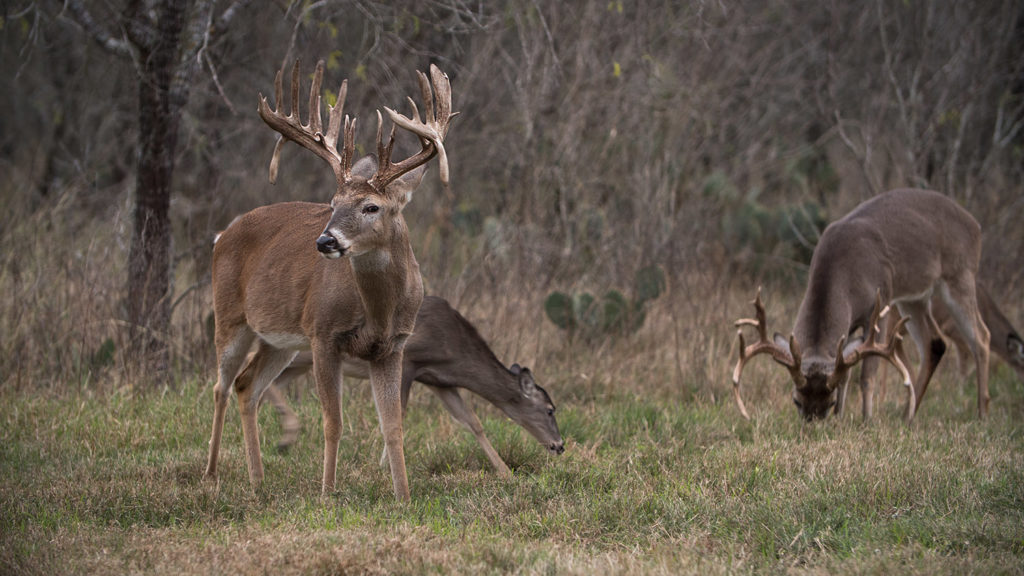 At Four Seasons Ranch we take great pride in trophy South Texas whitetail d...